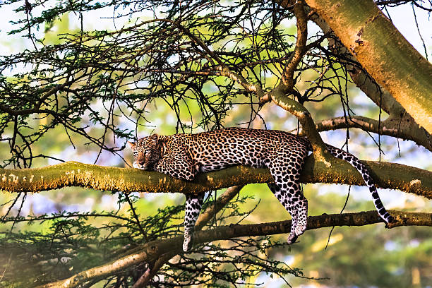 Leopard resting on a tree. Nakuru, Kenya