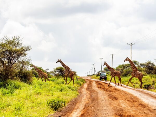 3 Days Kenya Private Maasai Mara Safari