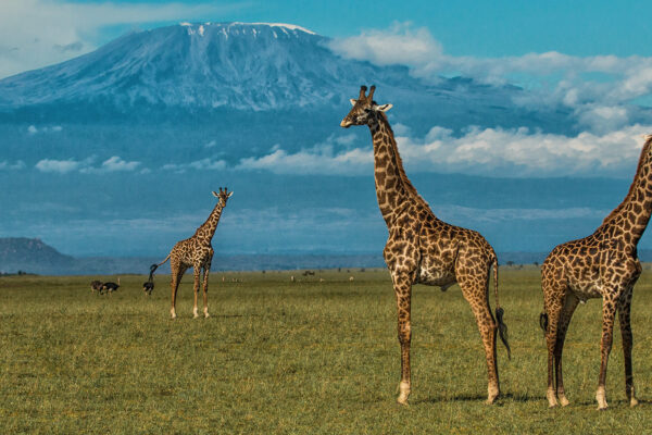 3 Days Amboseli Luxury Safari