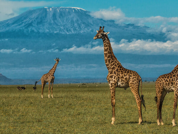 3 Days Amboseli Luxury Safari