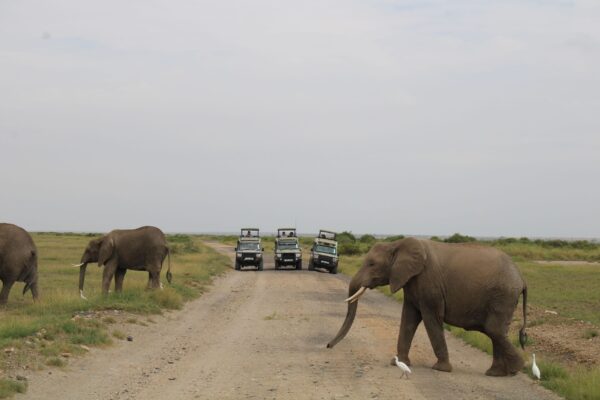 5 Days Maasai Mara & Amboseli Wildlife Safari