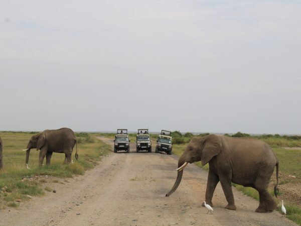 5 Days Maasai Mara & Amboseli Wildlife Safari
